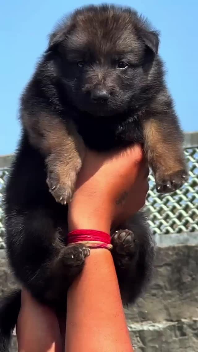German Shepherd Puppy, farm video