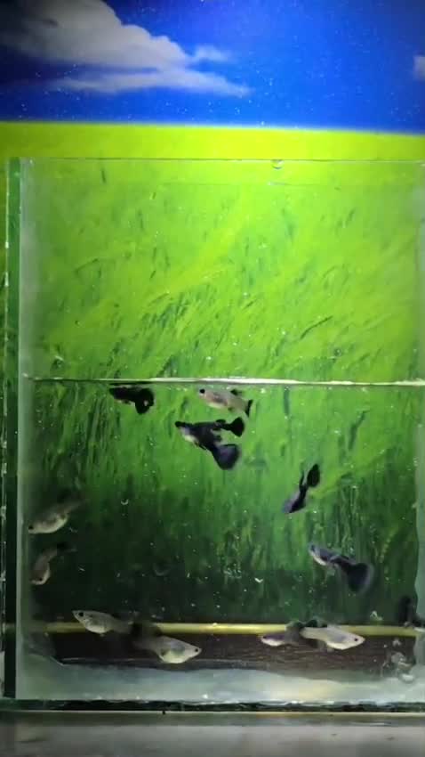 Dumbo Rat, farm video