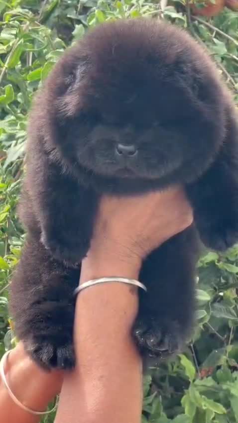 Chow Chow Puppy | Fawn Color, farm video