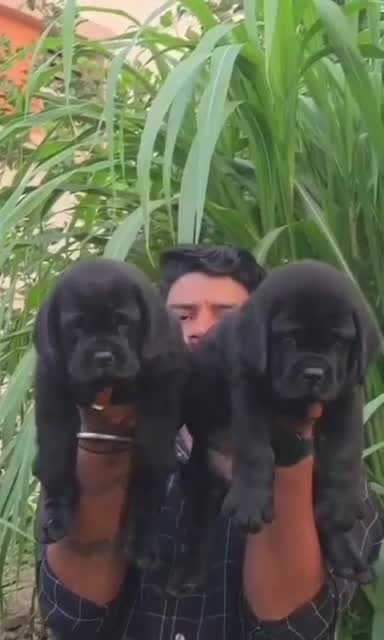 Beagle Black & Tan Puppy, farm video