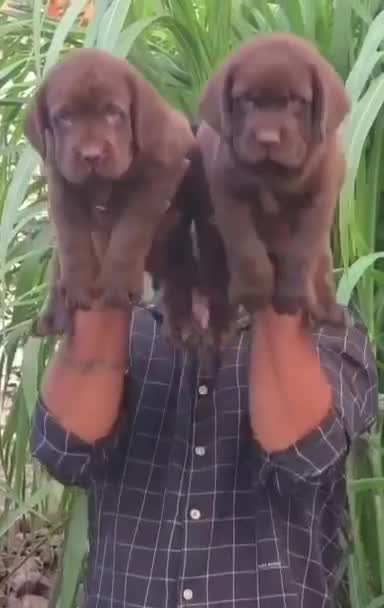 Beagle Black & Tan Puppy, farm video