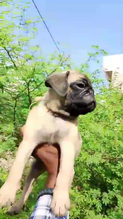 Pug Puppy | Apricot Color, farm video