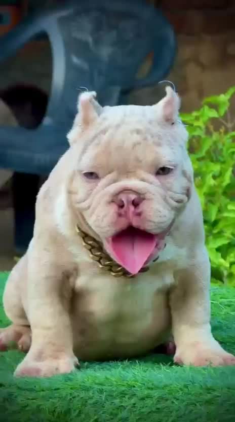 American Bully Standard Size Puppy, farm video