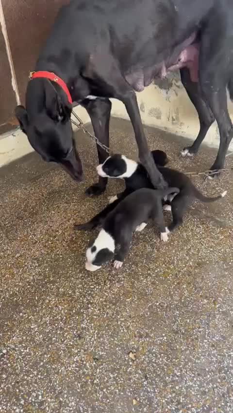Greyhound Puppy, farm video