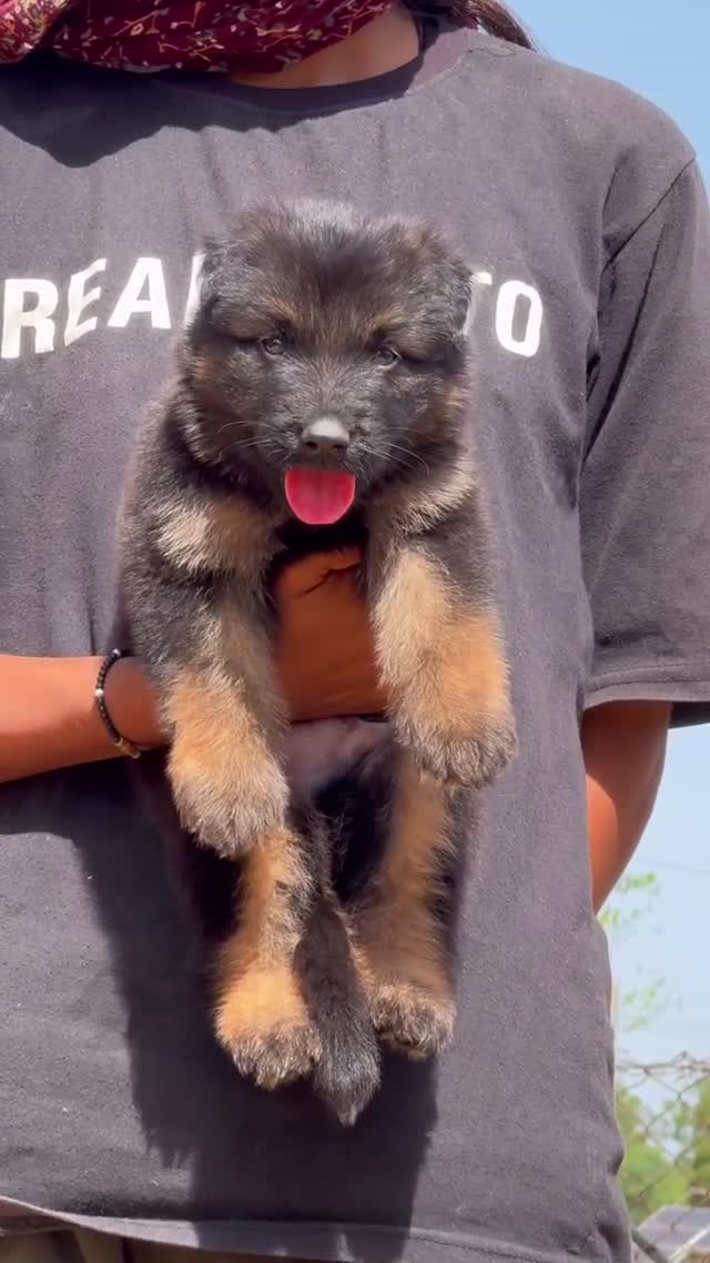 German Shepherd Puppy | Z Black, farm video
