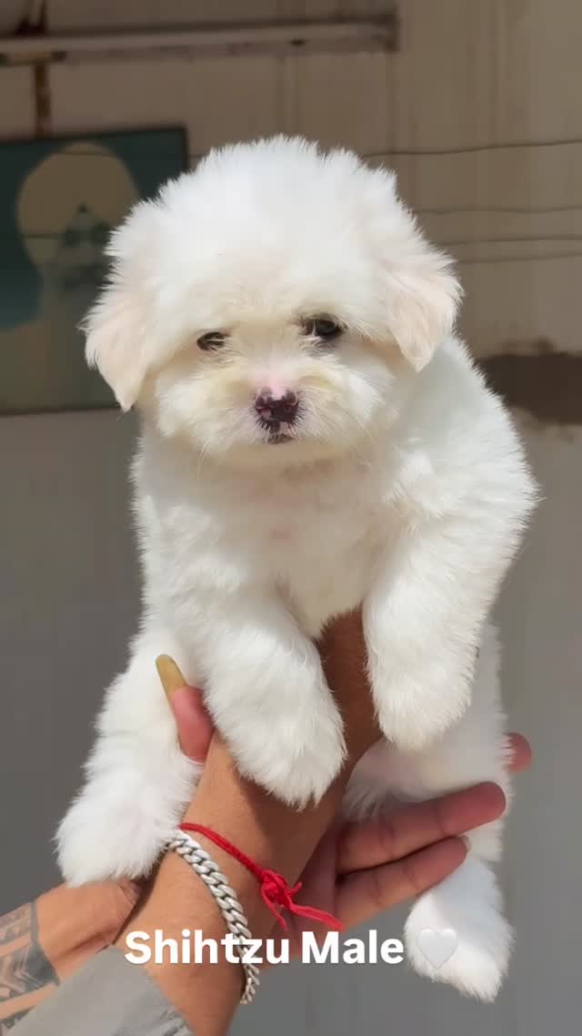Shih Tzu | Tri Color Puppy, farm video