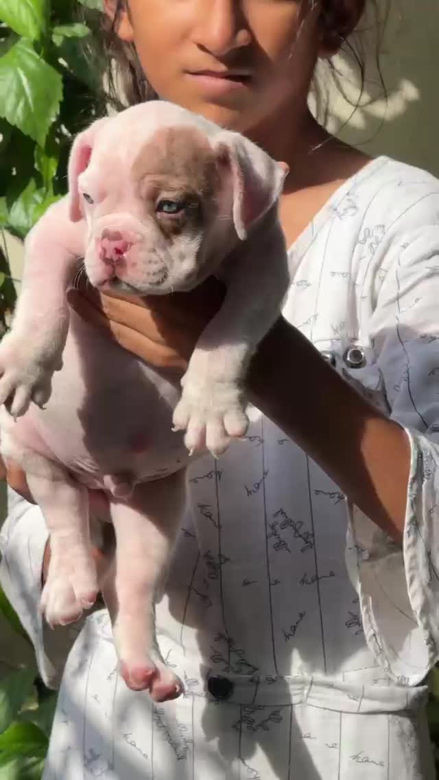 American Bully Standard Size Puppy, farm video
