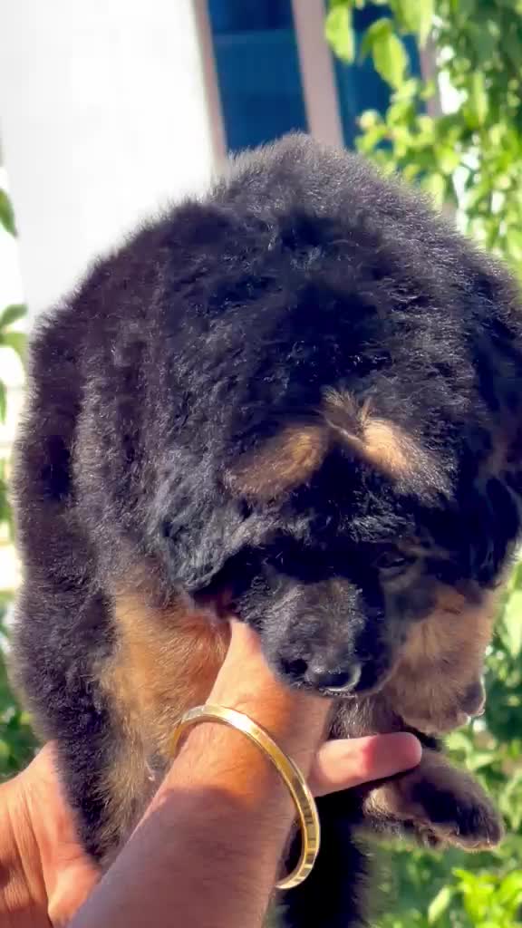 German Shepherd Puppy | Z Black, farm video