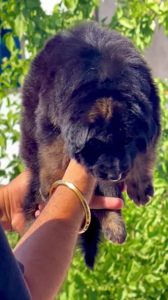 German Shepherd Puppy | Z Black, farm video