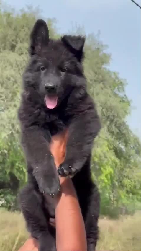 German Shepherd Puppy | Z Black, farm video