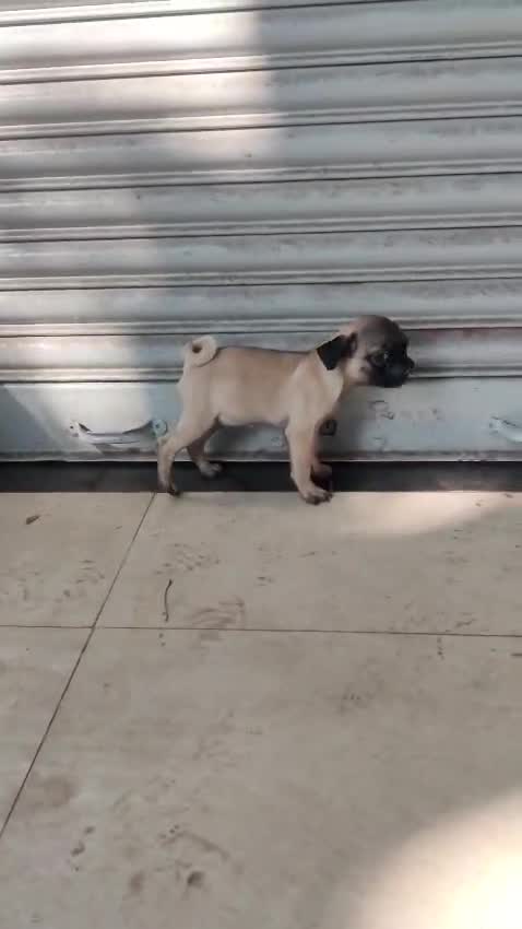 Pug Puppy | Black Color, farm video
