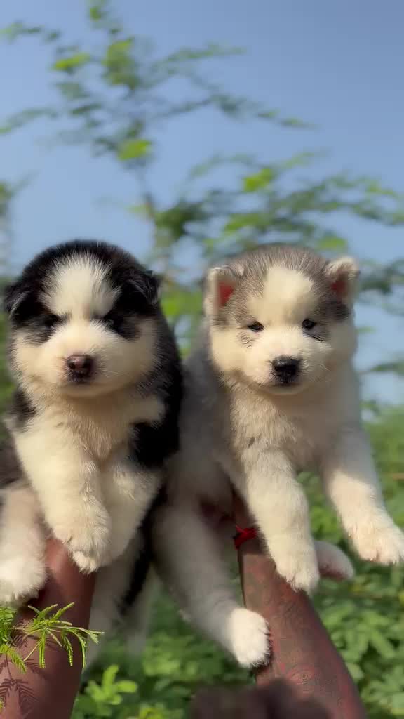 Siberian Husky Puppy | White Color, farm video