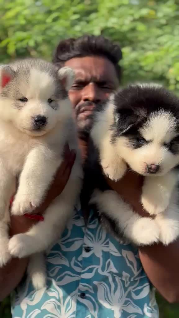 Siberian Husky Puppy | White Color, farm video