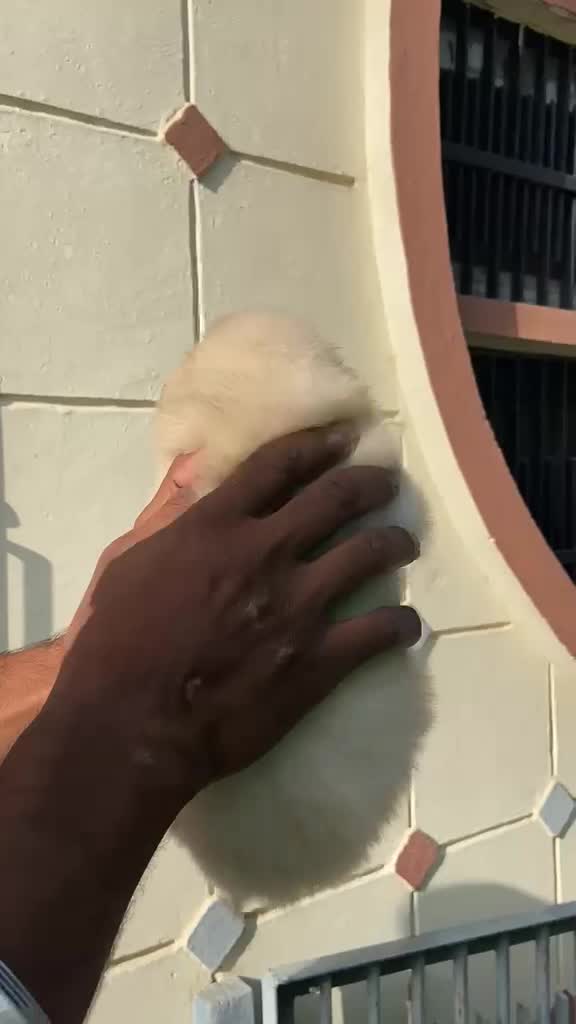 Culture Pom Puppy | White Color, farm video