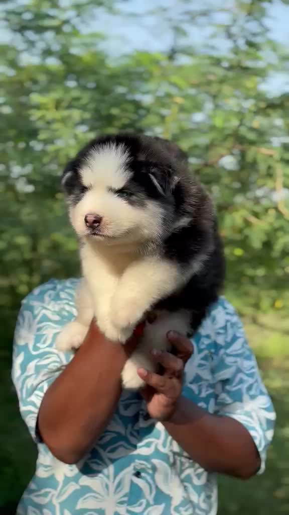 Siberian Husky Puppy | Copper & White Color, farm video