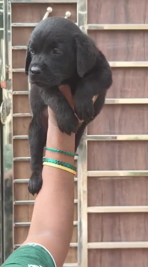 Beagle Black & Tan Puppy, farm video