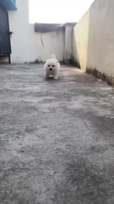 Culture Pom Puppy | White Color, farm video
