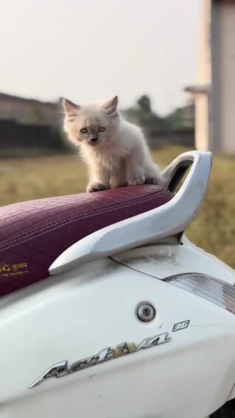 Himalayan Kittens, farm video