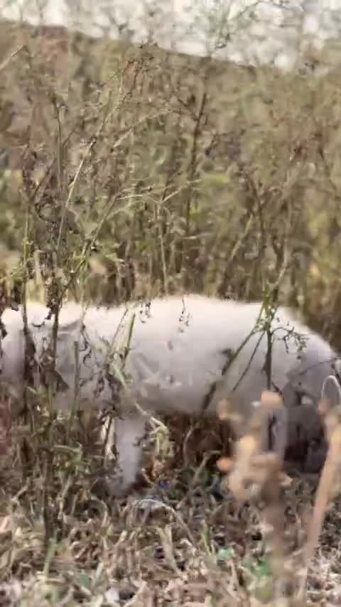 Himalayan Kittens, farm video