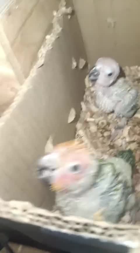 Sun Conure, farm video