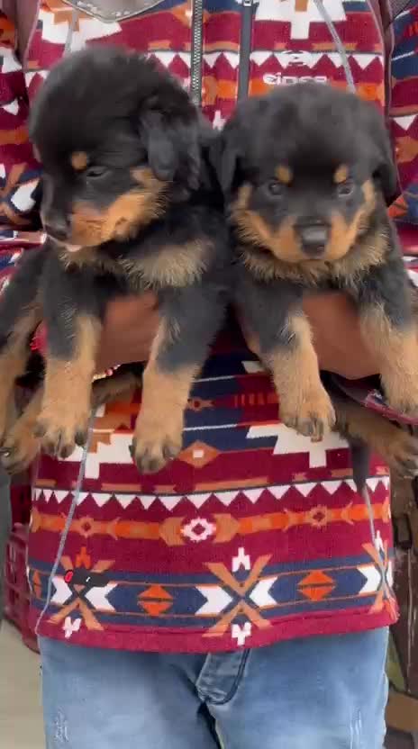 Rottweiler Puppy, farm video
