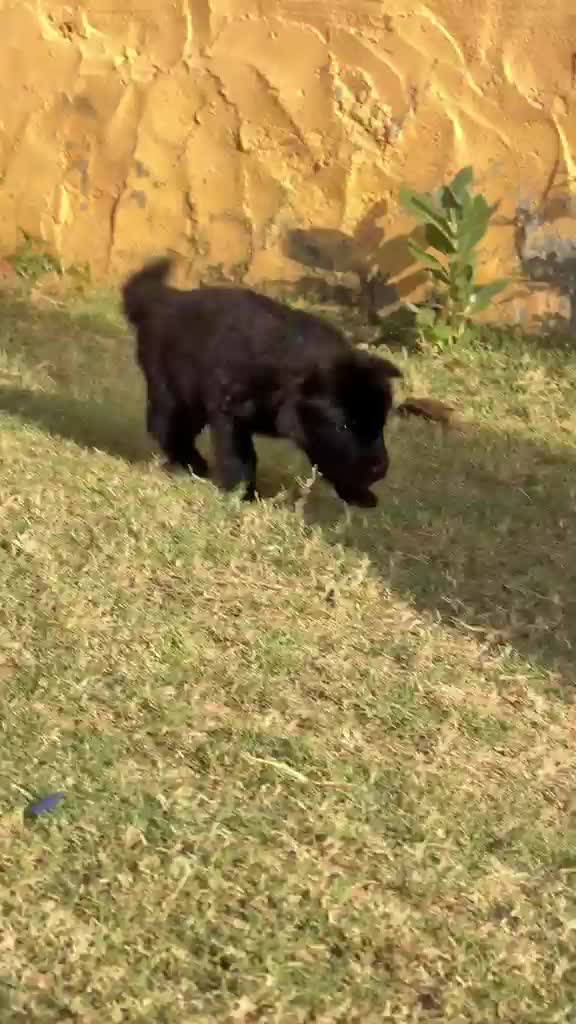 German Shepherd Puppy, farm video