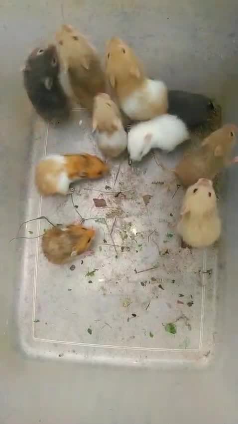 Dwarf Hamster Babies | Adults, farm video