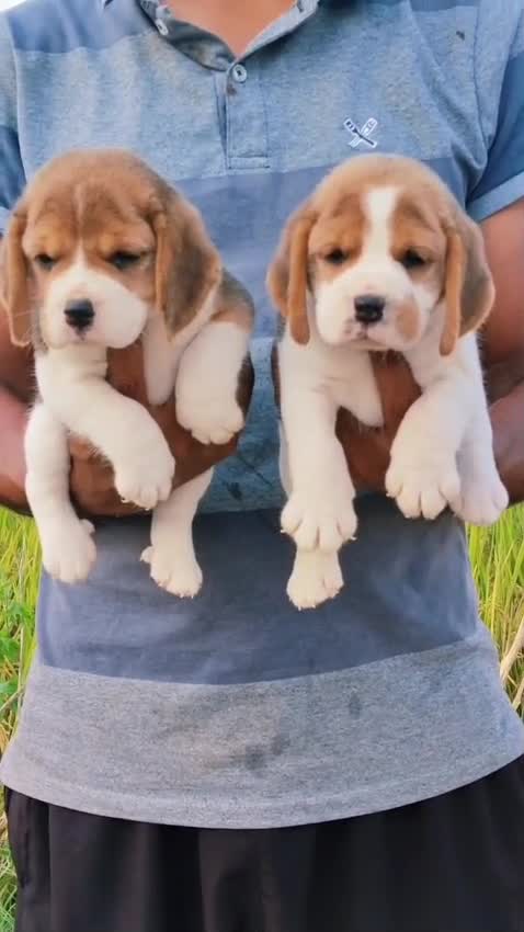 Beagle Black & Tan Puppy, farm video