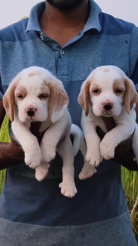 Beagle Black & Tan Puppy, farm video
