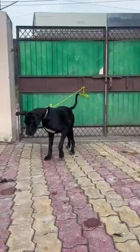 Great Dane Puppy, farm video
