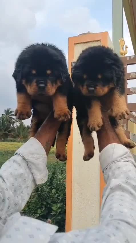 Rottweiler Puppy, farm video
