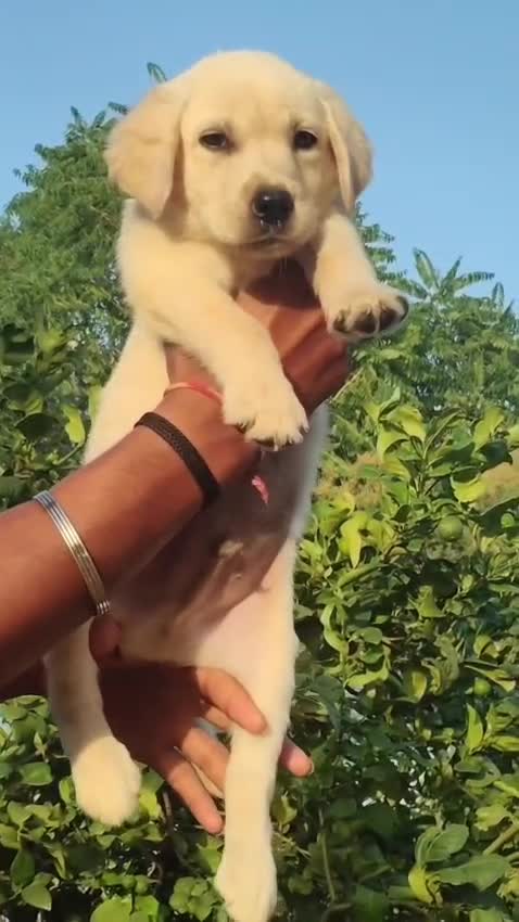 Dachshund Puppy, farm video
