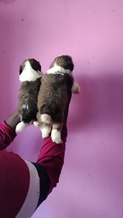 Shih Tzu | Black & White Color, farm video