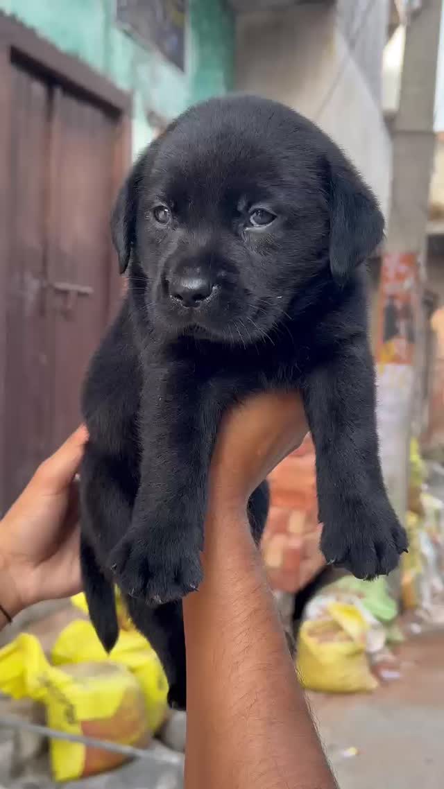 Dachshund Puppy, farm video