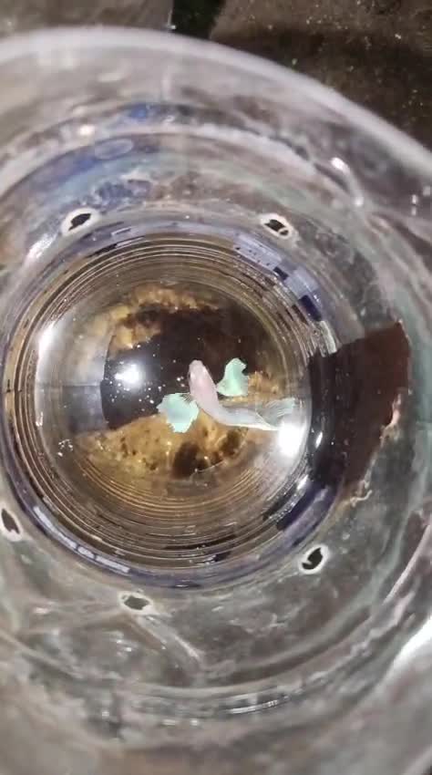 Dumbo Rat, farm video