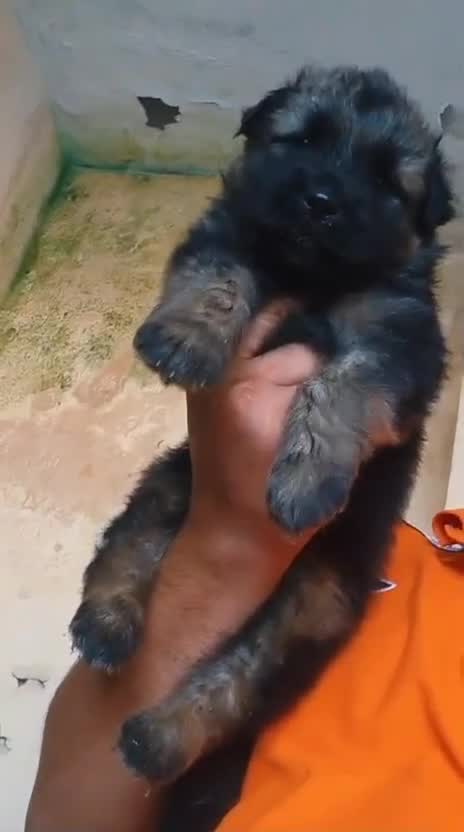 German Shepherd Puppy, farm video