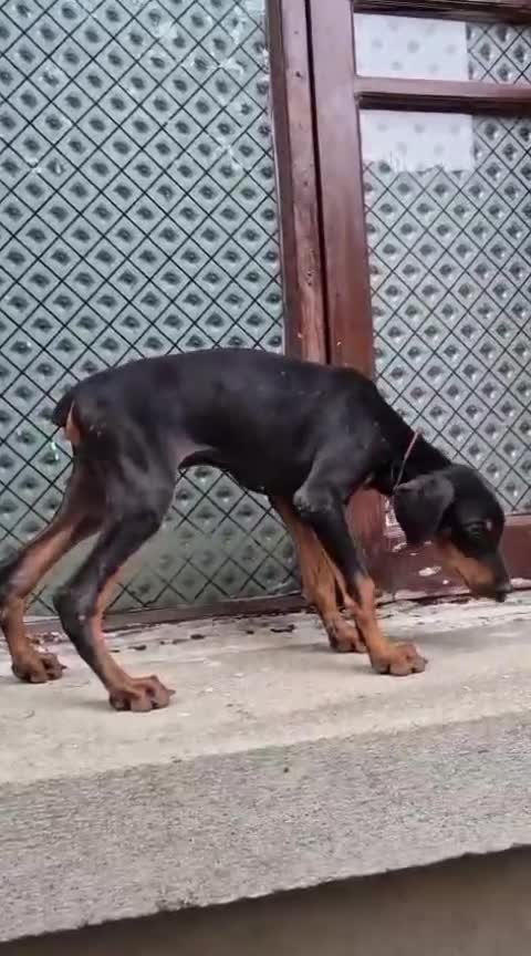 European Doberman Puppy, farm video