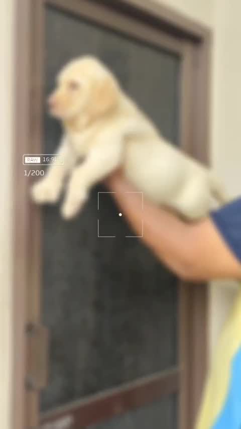 Beagle Black & Tan Puppy, farm video