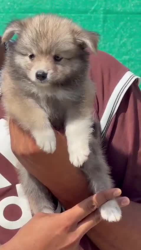 Culture Pom Puppy, farm video