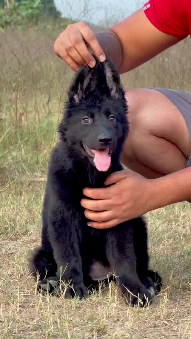 German Shepherd Puppy, farm video