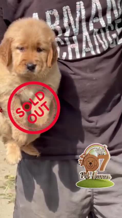 Golden Retriever, farm video
