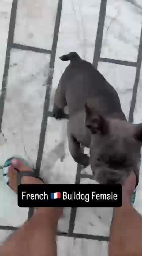 American Bull Dog | Pocket Size, farm video