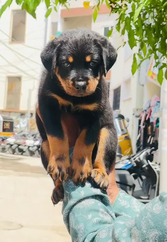 Dachshund Puppy, farm video
