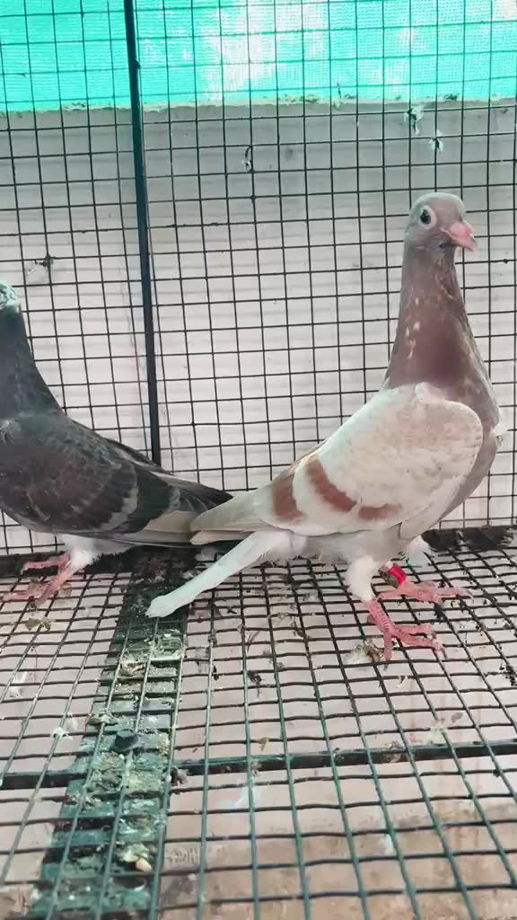 Homer Pigeon, farm video