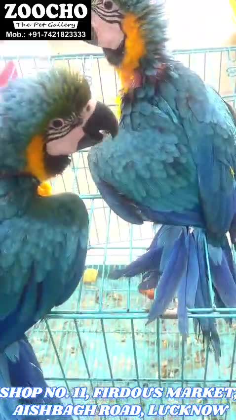 Blue & Gold Macaw, farm video