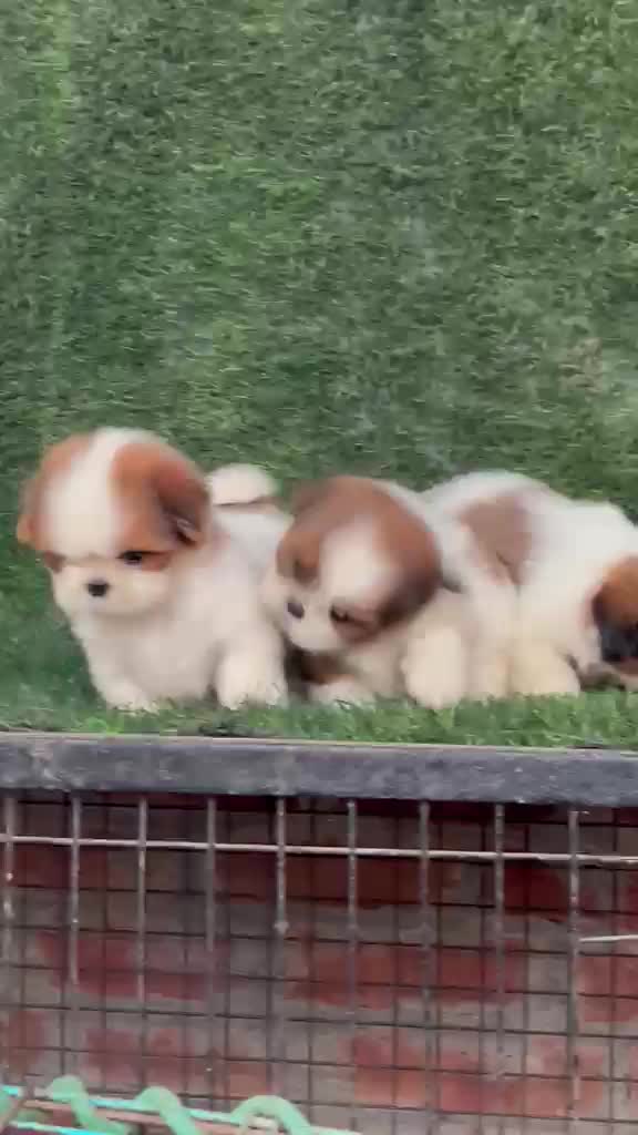 Shih Tzu Puppy Brown & White, farm video