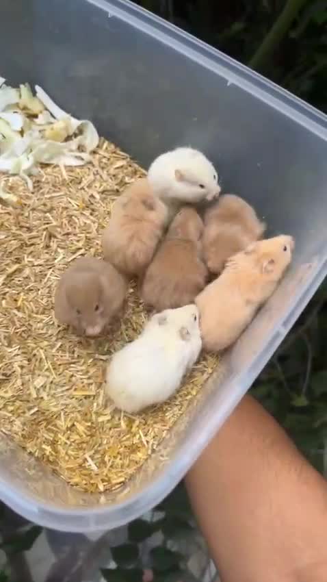 Dwarf Hamster Babies | Adults, farm video