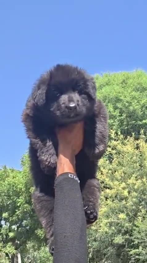 German Shepherd Puppy | Z Black, farm video