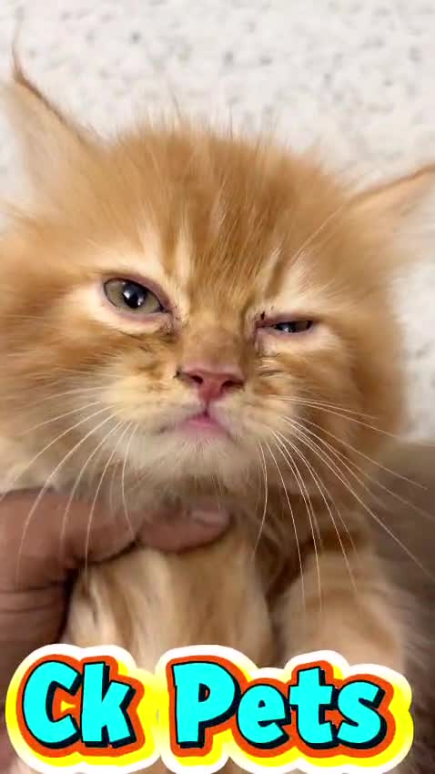 Doll Face Persian Kitten, farm video