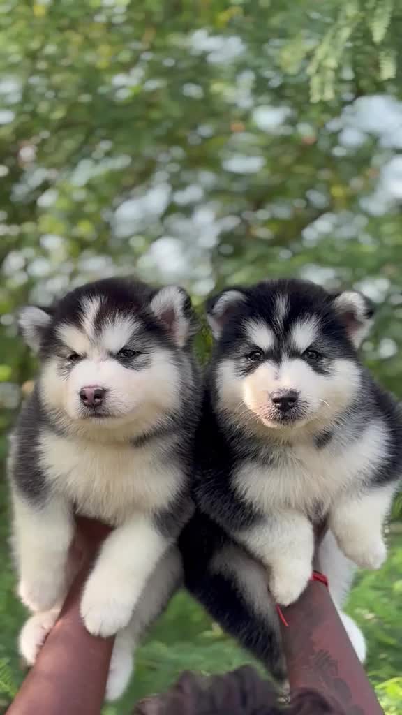 Siberian Husky Puppy | Copper & White Color, farm video